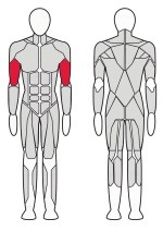 Бицепс машина Fitex Pro FTX-61F10 Бицепс машина Fitex Pro FTX-61F10