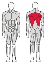 Т-образная тяга Fitex Pro FTX-FB61 Т-образная тяга Fitex Pro FTX-FB61